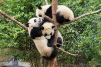 Panda -ChengDu Pandas Base, chine
