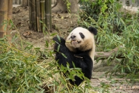 Panda -ChengDu Pandas Base, chine