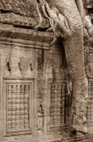 Cambodge, Angkor, Ta Prohm temple